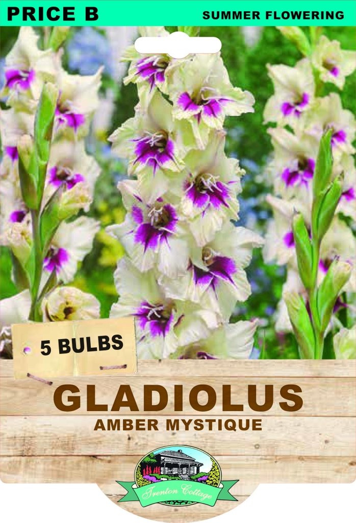 Gladioli Amber Mystique (Pack of 5 Bulbs) - Happy Valley Seeds