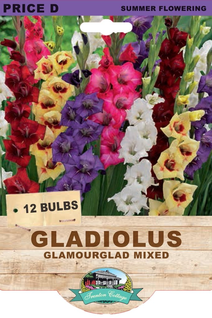 Gladioli Glamourglad Mixed (Pack of 12 Bulbs) - Happy Valley Seeds