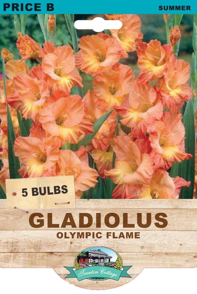 Gladioli Olympic Flame (Pack of 5 Bulbs) - Happy Valley Seeds
