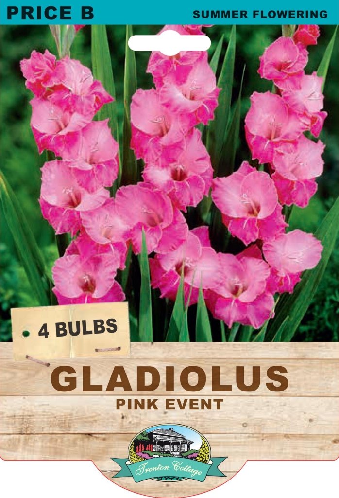 Gladioli Pink Event (Pack of 5 Bulbs) - Happy Valley Seeds