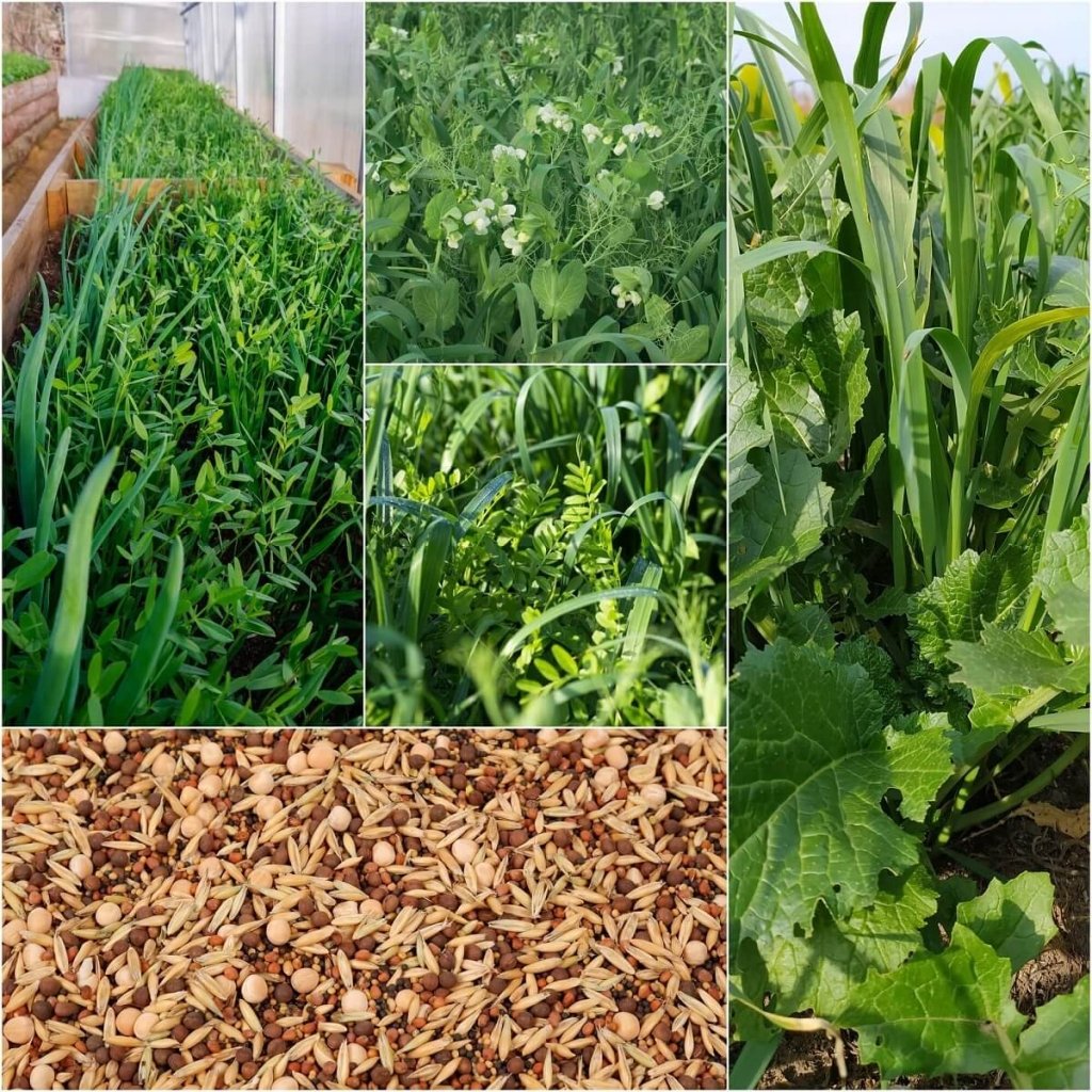 Green Manure Mix seeds - Autumn Winter - Happy Valley Seeds