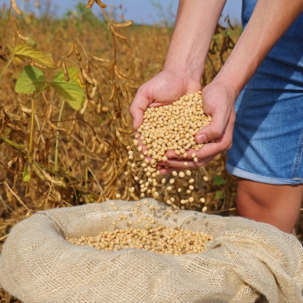 Green Manure - Soybean seeds - Happy Valley Seeds