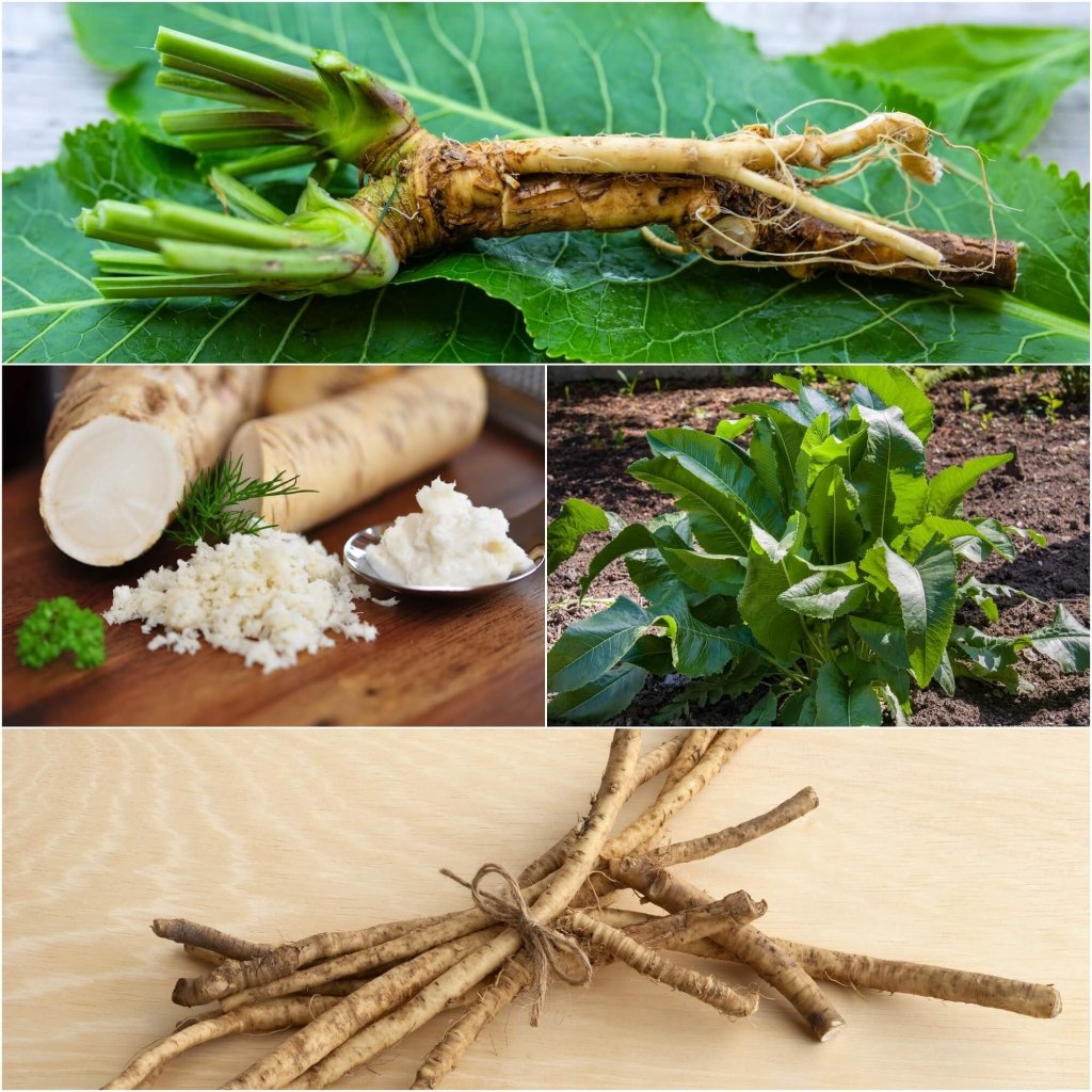 Horseradish Root - Happy Valley Seeds