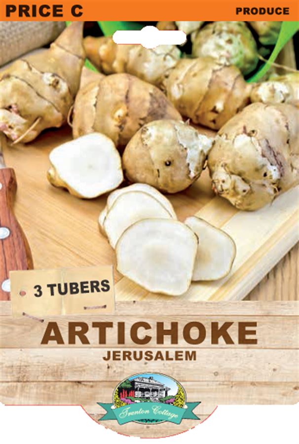 Jerusalem Artichoke (Pack of 3 Tubers) (TC) - Happy Valley Seeds