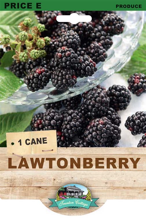 Lawtonberry (Pack of 1 cane) - Happy Valley Seeds