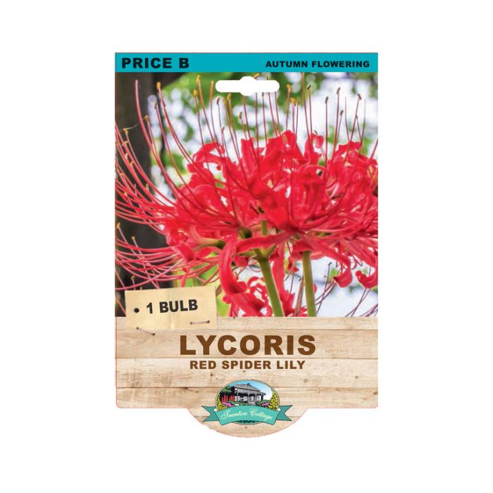 Lycoris Red Spider Lily (Pack of 1 Bulb) - Happy Valley Seeds