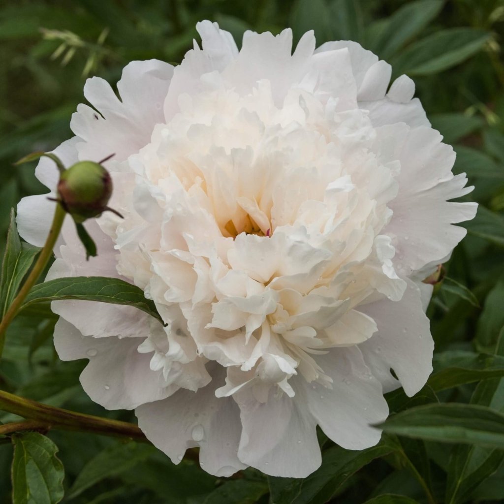 Poppy - Peony Double Cream seeds - Happy Valley Seeds