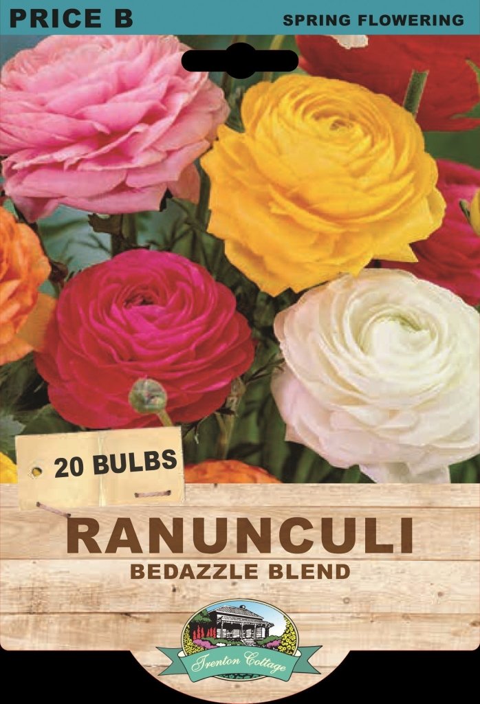 Ranunculi Bedazzle Blend (Pack of 20 Bulbs) - Happy Valley Seeds