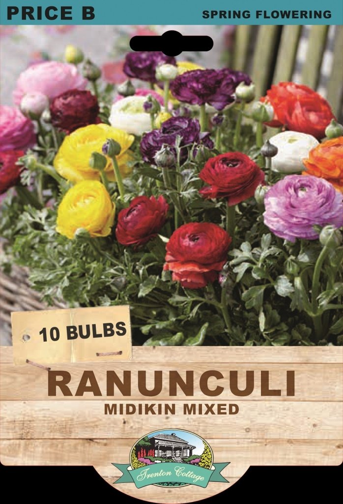 Ranunculi Midikin Mixed (Pack of 10 Bulbs) - Happy Valley Seeds