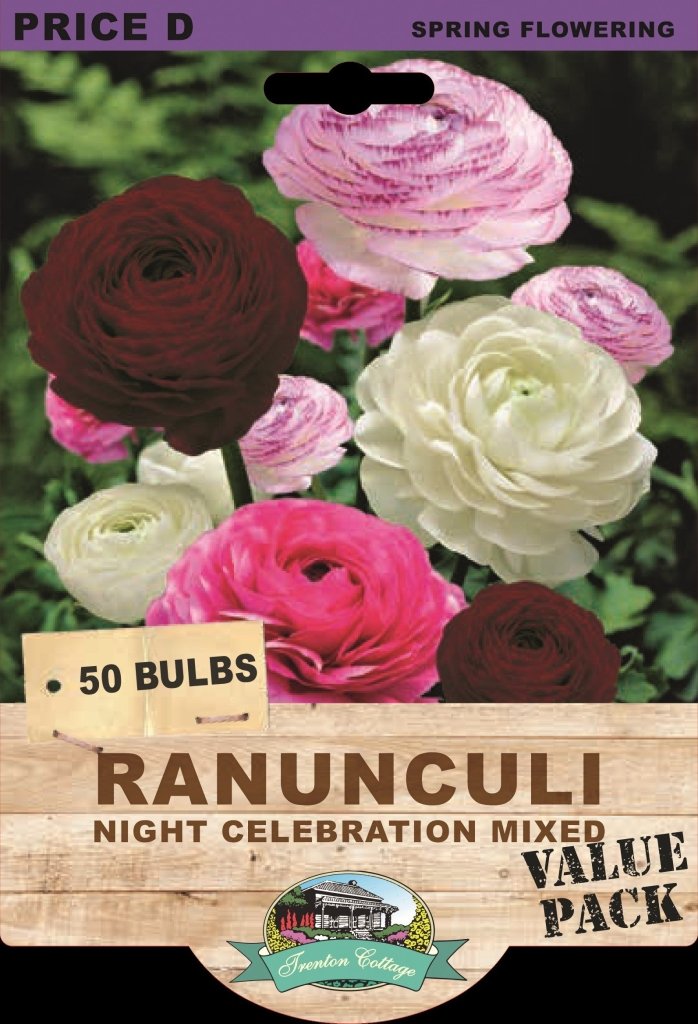 Ranunculi Night Celebration Mixed (Pack of 50 Bulbs) - Happy Valley Seeds