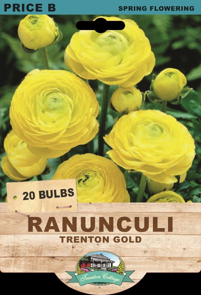 Ranunculi Trenton Gold (Pack of 20 Bulbs) - Happy Valley Seeds