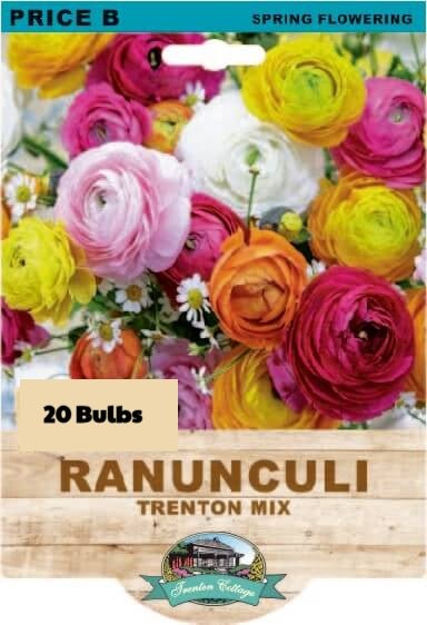 Ranunculi Trenton Mixed (Pack of 20 Bulbs) - Happy Valley Seeds