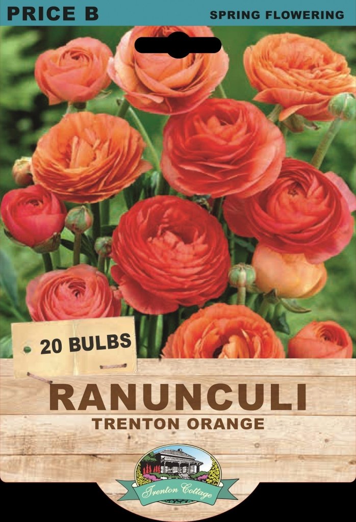 Ranunculi Trenton Orange (Pack of 20 Bulbs) - Happy Valley Seeds