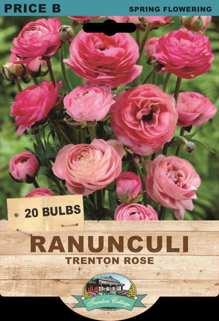 Ranunculi Trenton Rose (Pack of 20 Bulbs) - Happy Valley Seeds