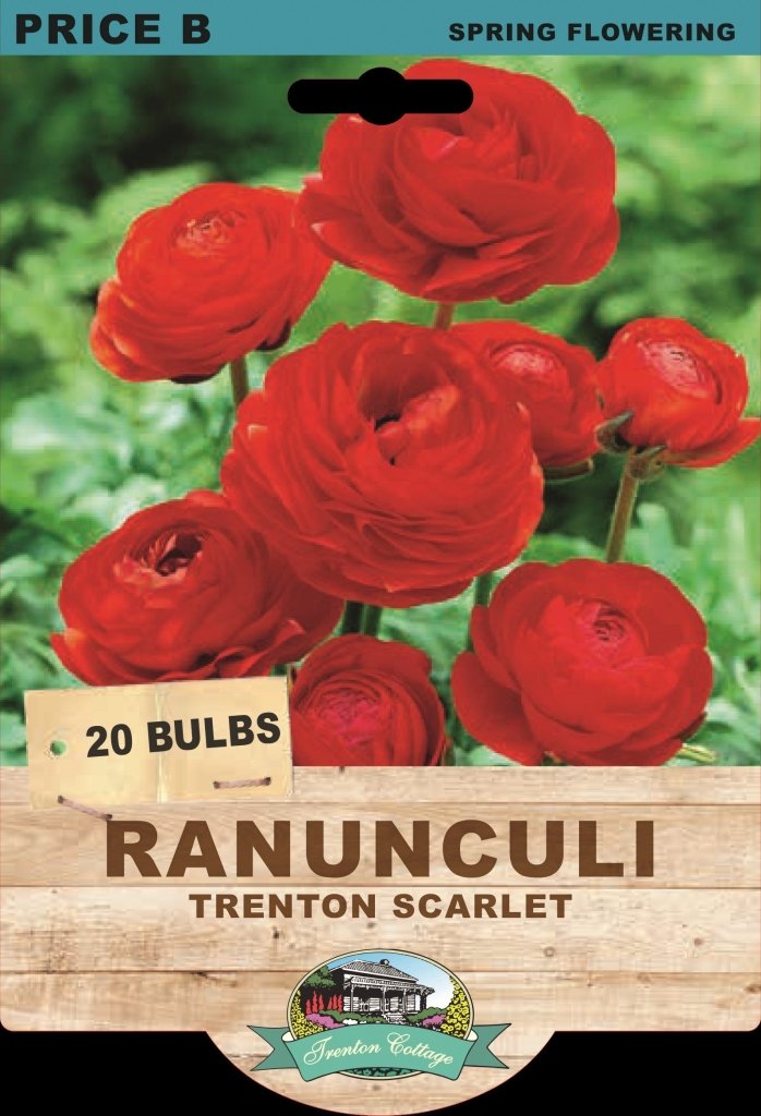 Ranunculi Trenton Scarlet (Pack of 20 Bulbs) - Happy Valley Seeds