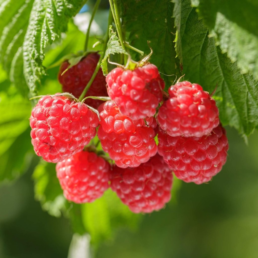 Raspberry - Autumn Bliss (Pack of 3 Canes) - Happy Valley Seeds