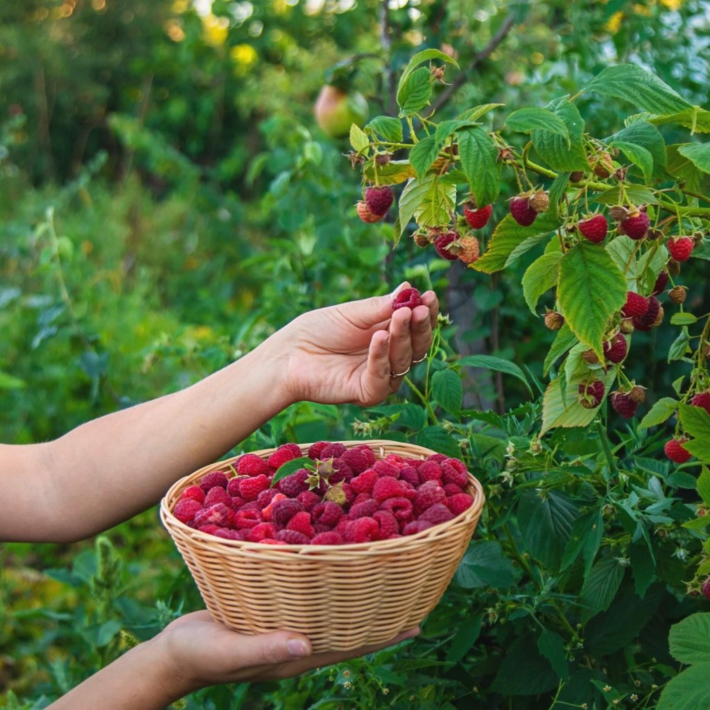 Raspberry - Chilcoltin (Pack of 2 Canes) - Happy Valley Seeds