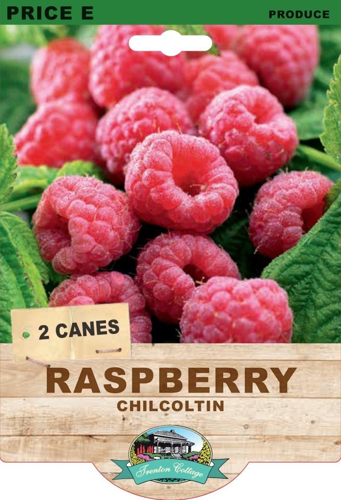 Raspberry - Chilcoltin (Pack of 2 Canes) (TC) - Happy Valley Seeds