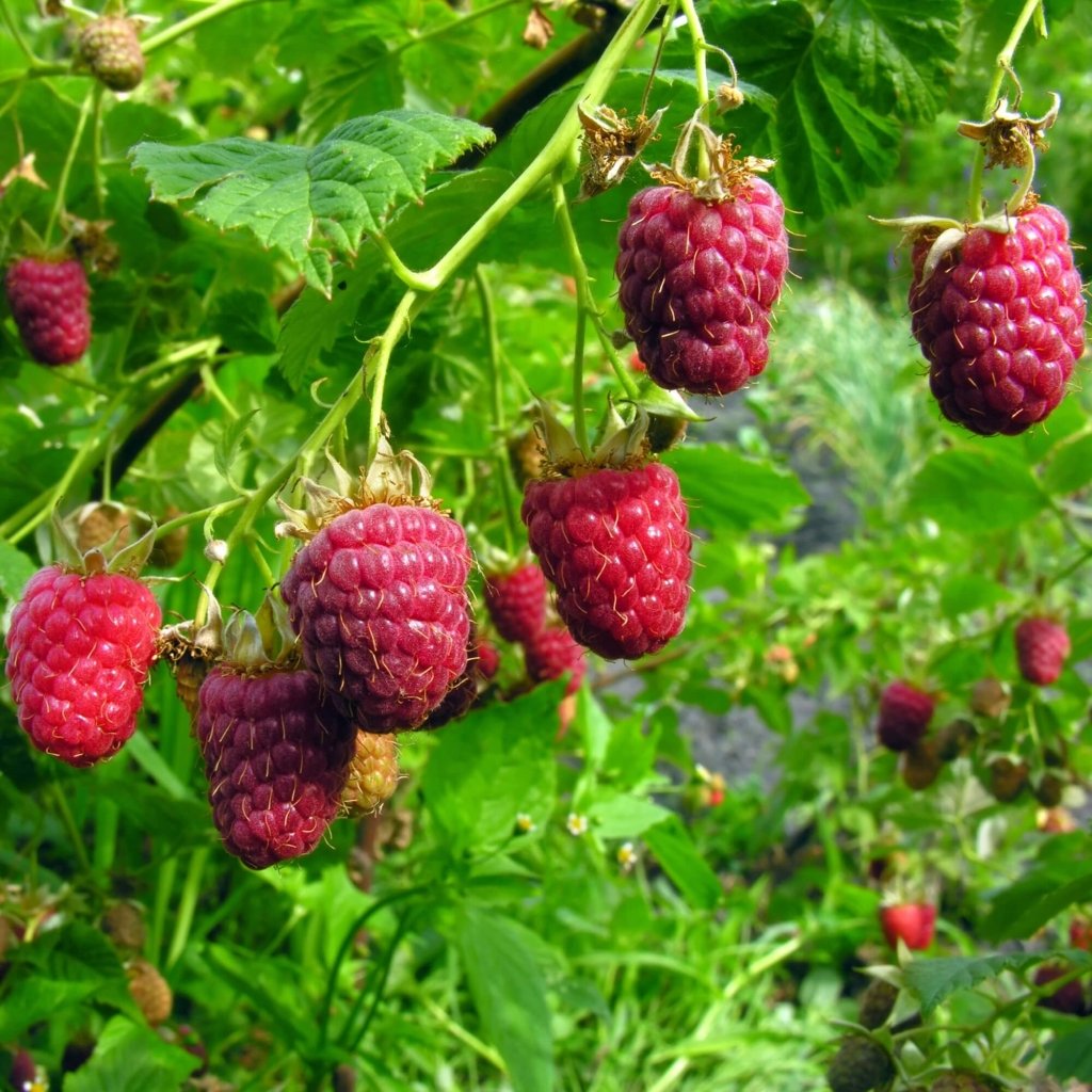 Raspberry - Chilliwack (Pack of 1 Cane) - Happy Valley Seeds