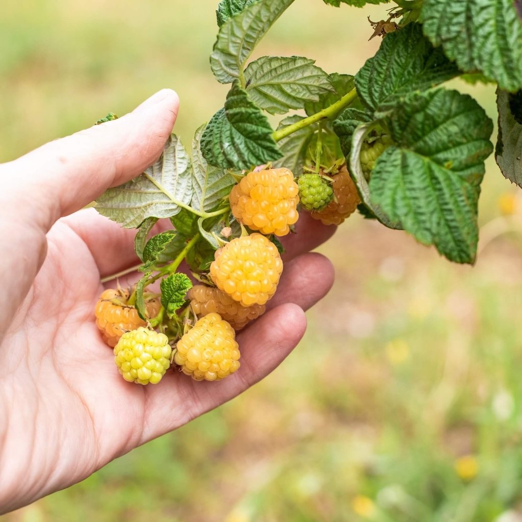 Raspberry - Golden Yellow (Pack of 1 Cane) - Happy Valley Seeds