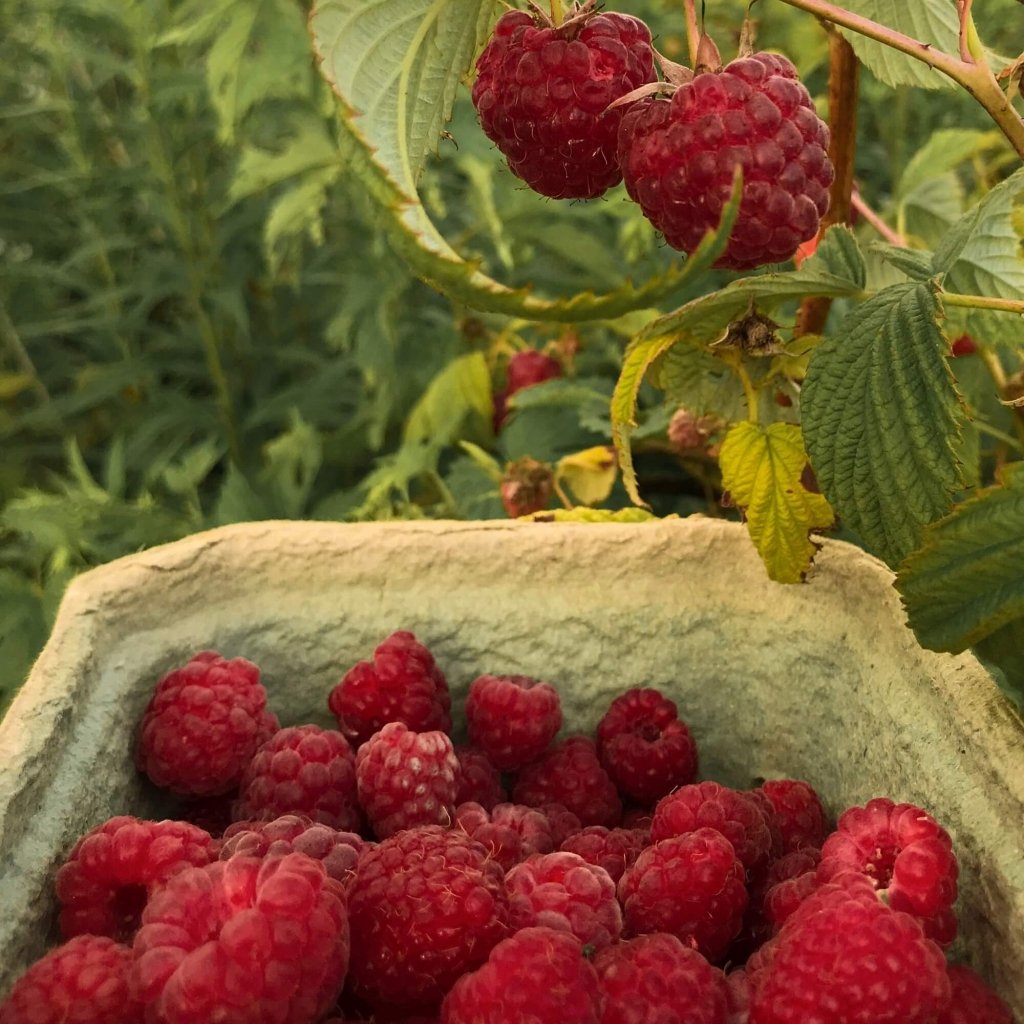 Raspberry - Heritage (Pack of 3 Canes) - Happy Valley Seeds