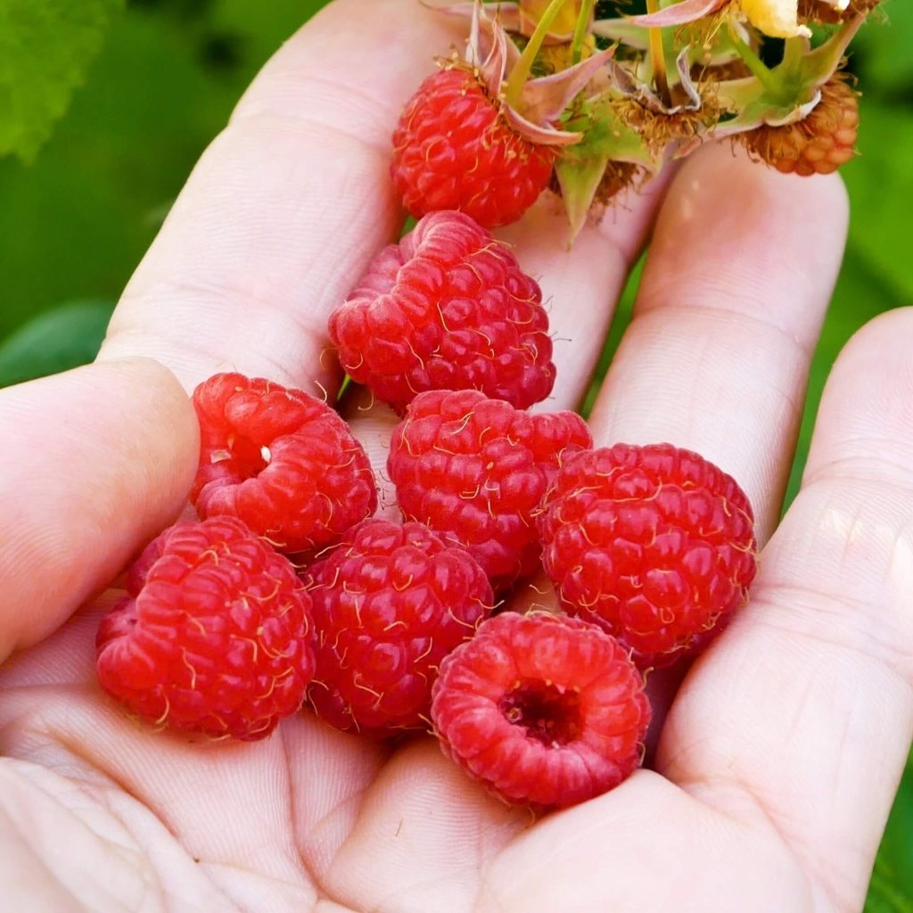 Raspberry - Serpells Willamette (Pack of 2 Canes) - Happy Valley Seeds