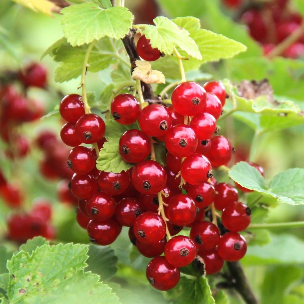 Red Currant (Pack of 1 Cane) - Happy Valley Seeds