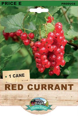 Red Currant (Pack of 1 Cane) - Happy Valley Seeds