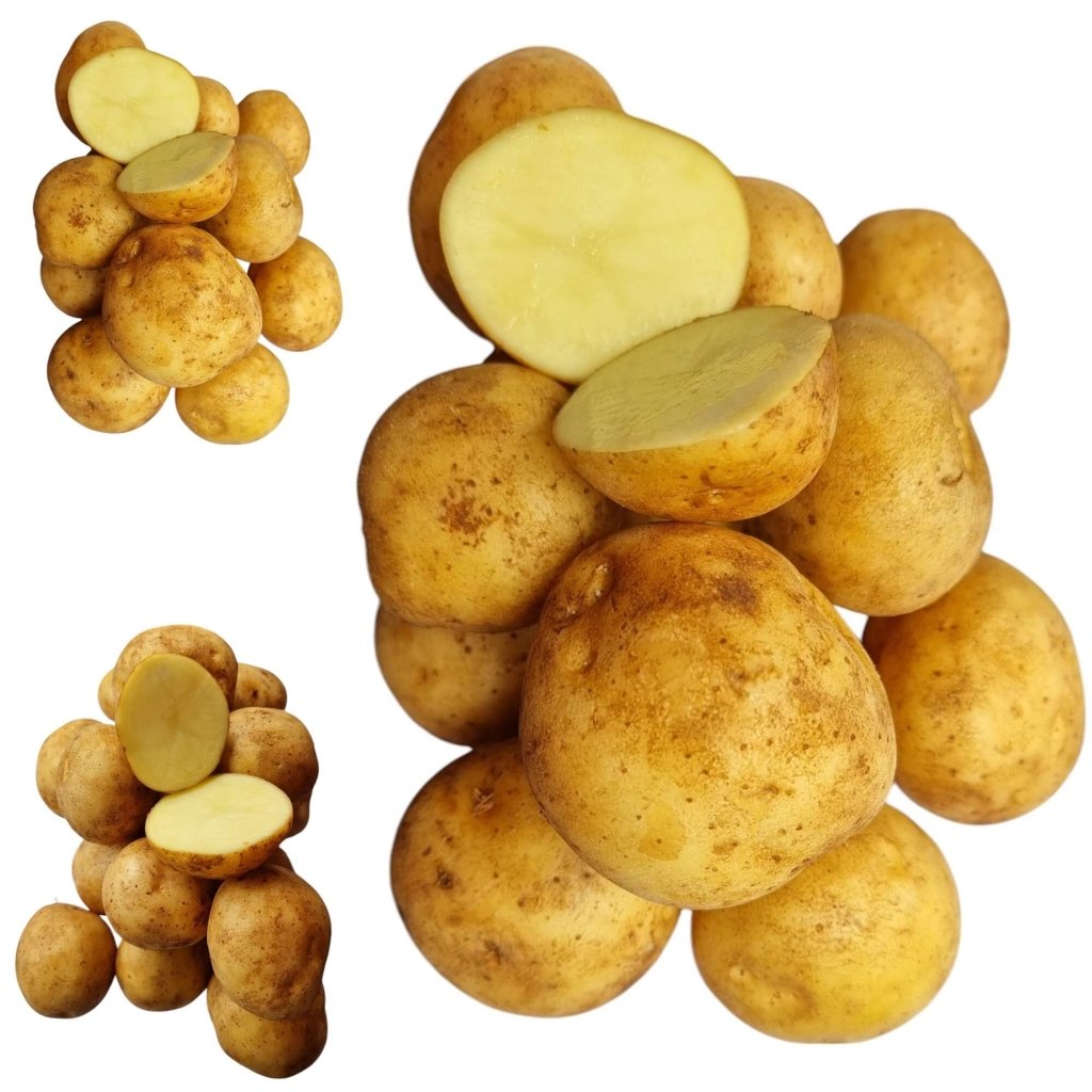 Seed Potato - Bounty - Happy Valley Seeds