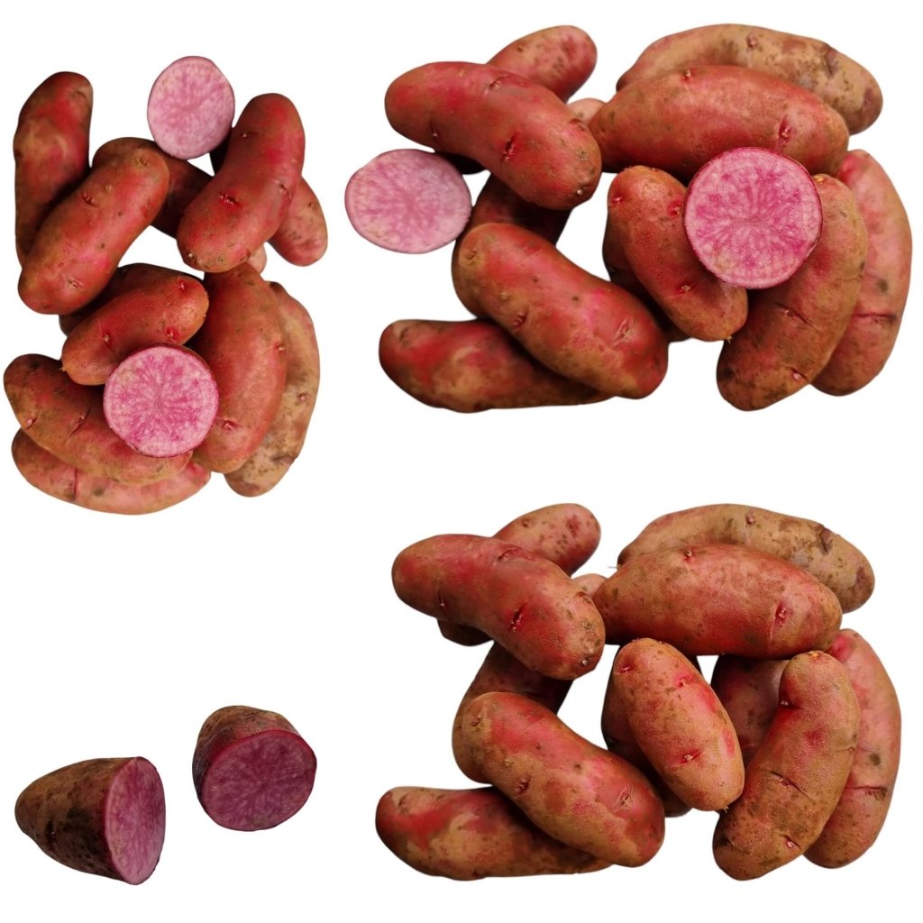 Seed Potato - Red Foo - Happy Valley Seeds