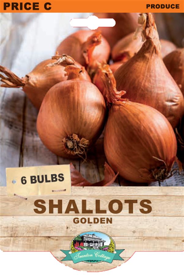 Shallot Golden (Pack of 6 Bulbs) - Happy Valley Seeds