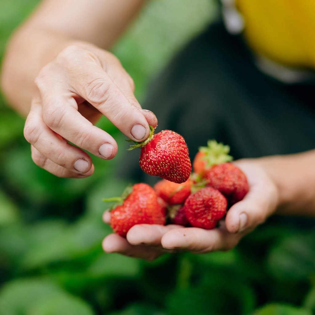 Strawberry - Melba (Pack of 4 Runners) - Happy Valley Seeds