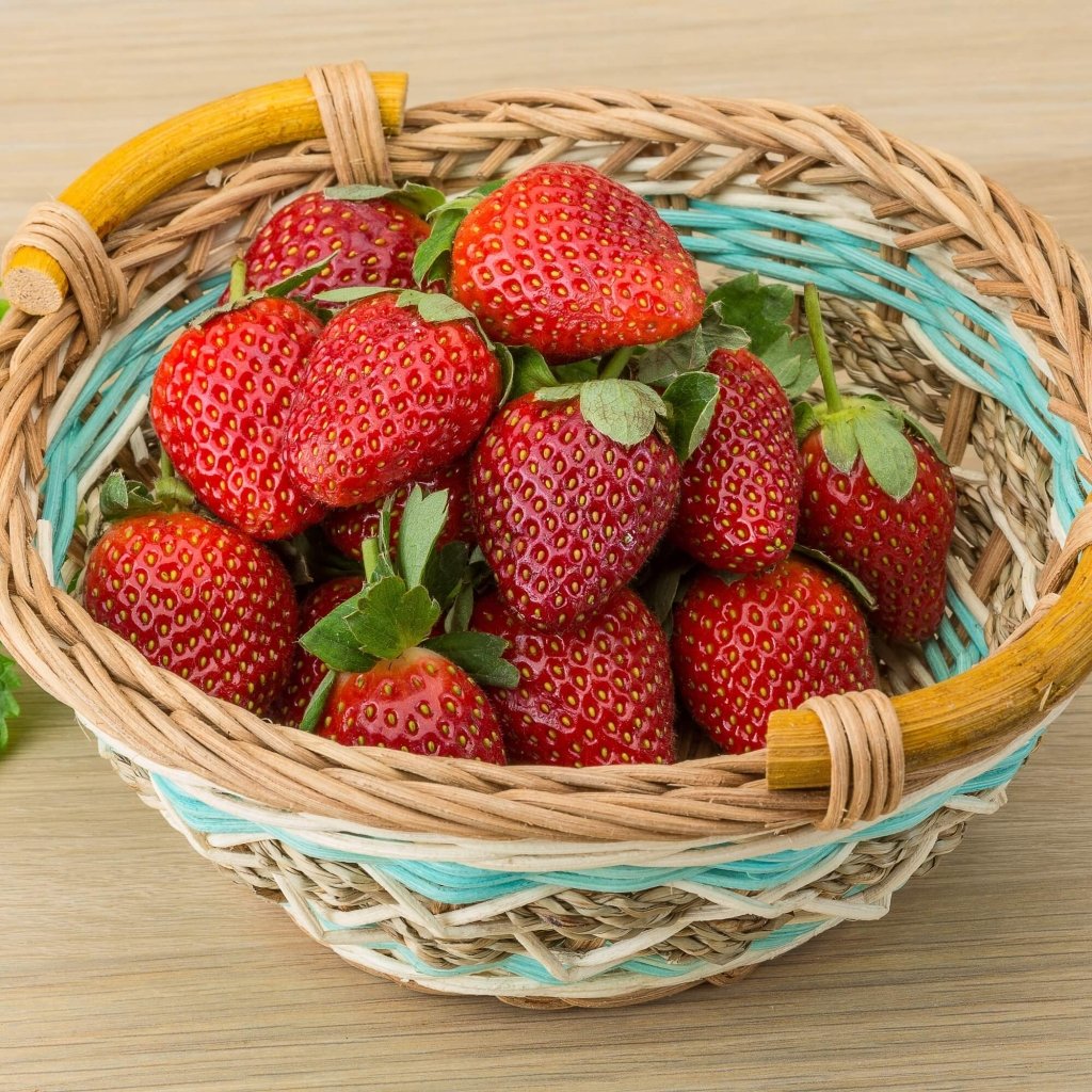 Strawberry - Red Gauntlet (Pack of 4 Runners) - Happy Valley Seeds