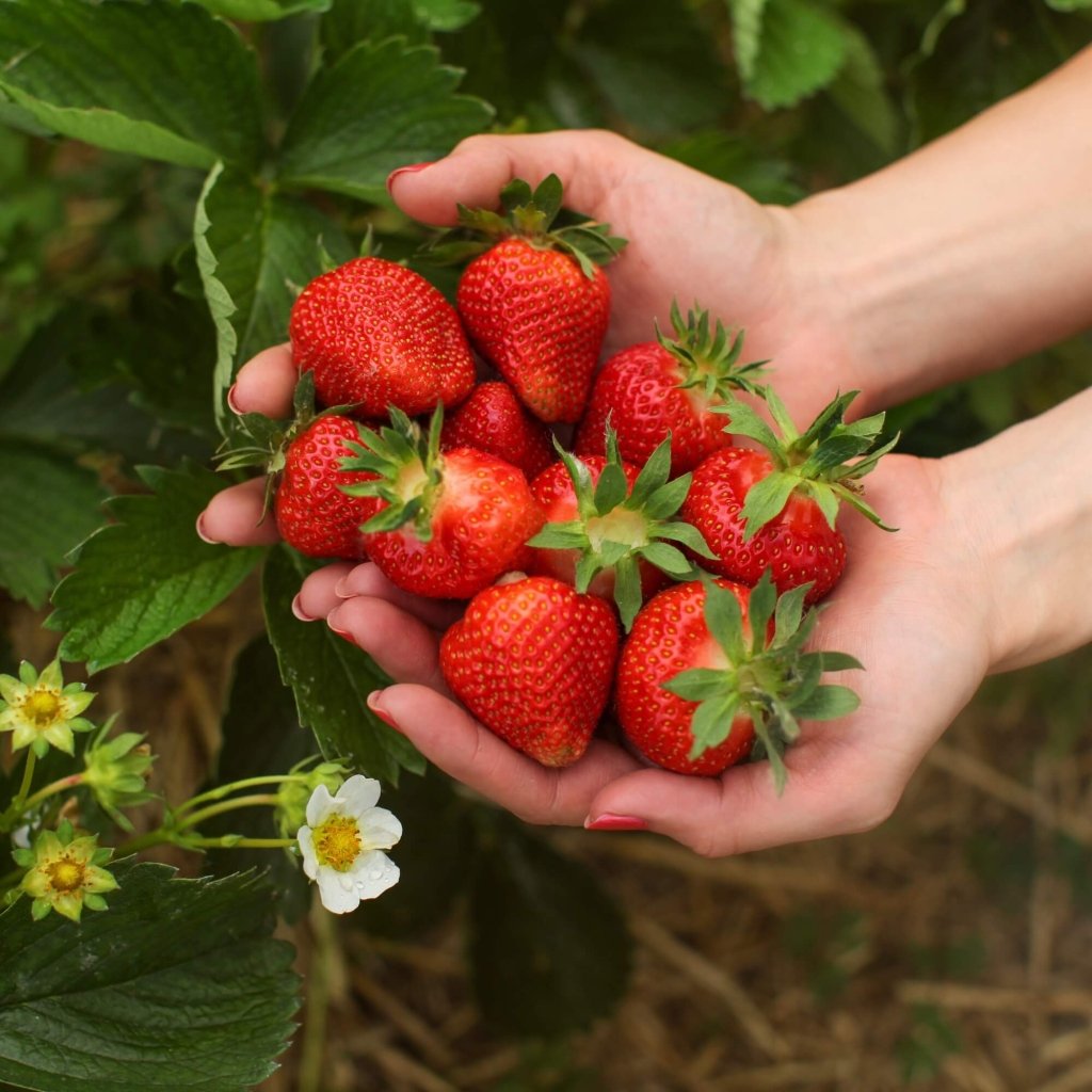 Strawberry - Tioga (Pack of 4 Runners) - Happy Valley Seeds