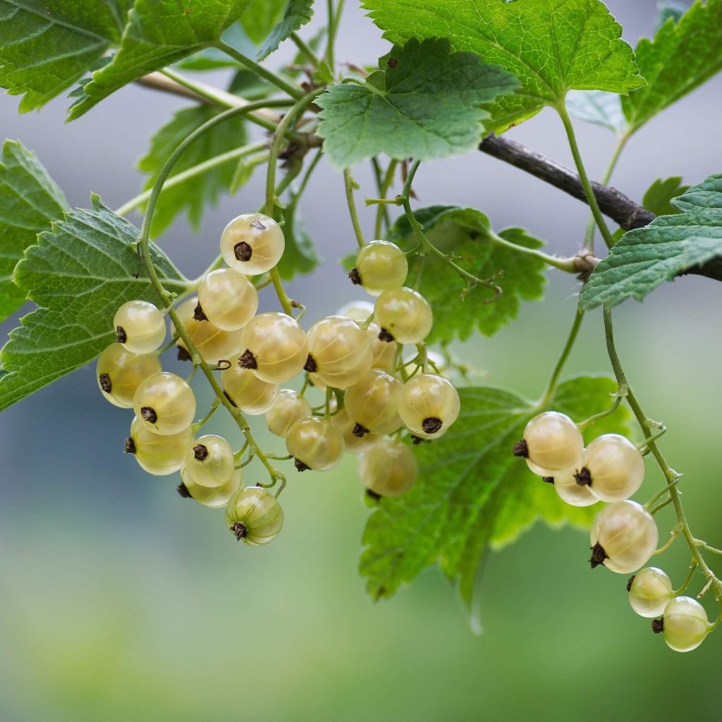 White Currants (Pack of 1 Cane) - Happy Valley Seeds