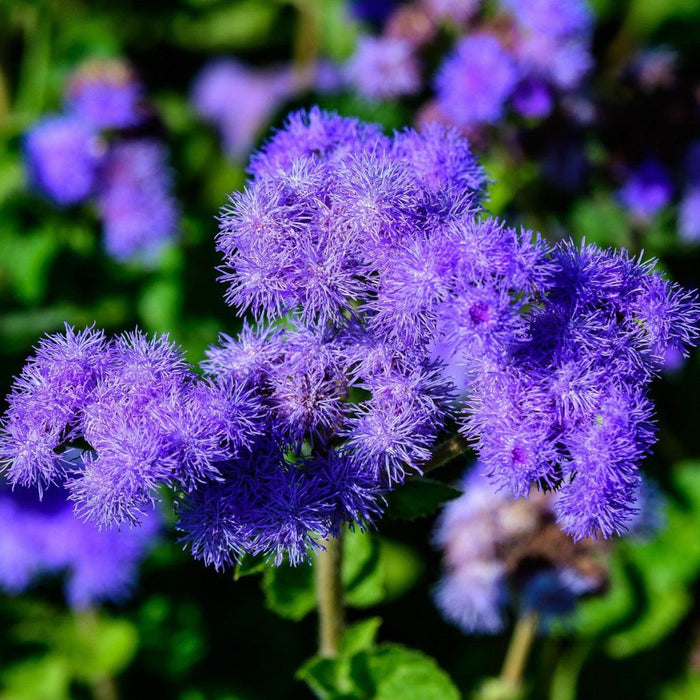 Buy Ageratum - Blue Mink seeds Online | Happy Valley Seeds