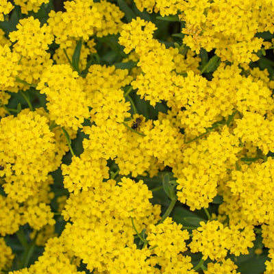 Buy Alyssum - Mountain Gold seeds Online | Happy Valley Seeds