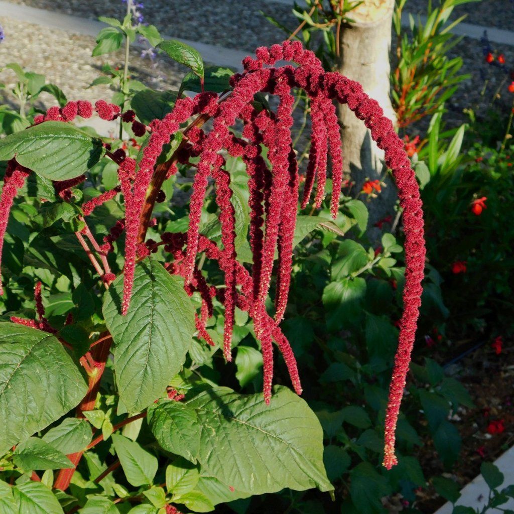 Buy Amaranth - Red seeds Happy Valley Seeds