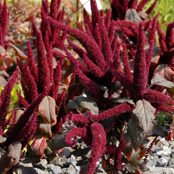 Oeschberg Amaranth, ornamental staple food plant 100+ seeds (Am 007)