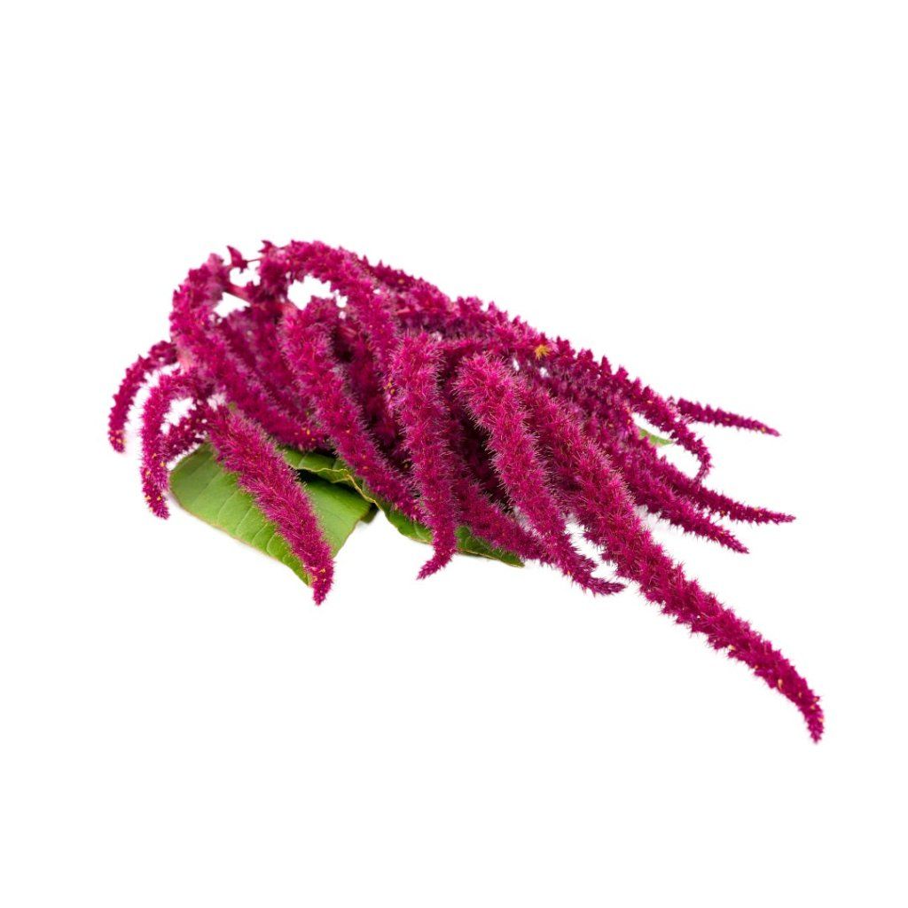 Buy Amaranth Online | Happy Valley Seeds