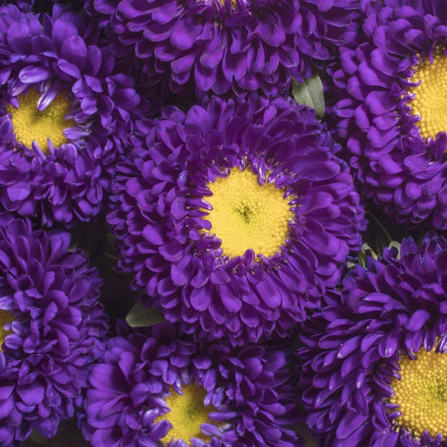 Buy Aster - Matsumoto Blue seeds Online | Happy Valley Seeds