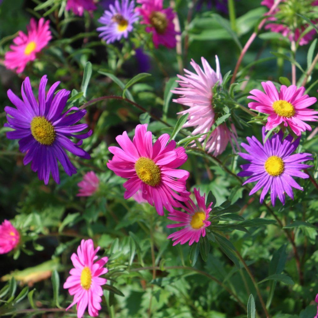 Aster - Single Rainbow Mixed seeds