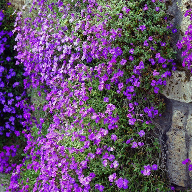 Buy Aubretia - Hybrida Purple seeds Online | Happy Valley Seeds