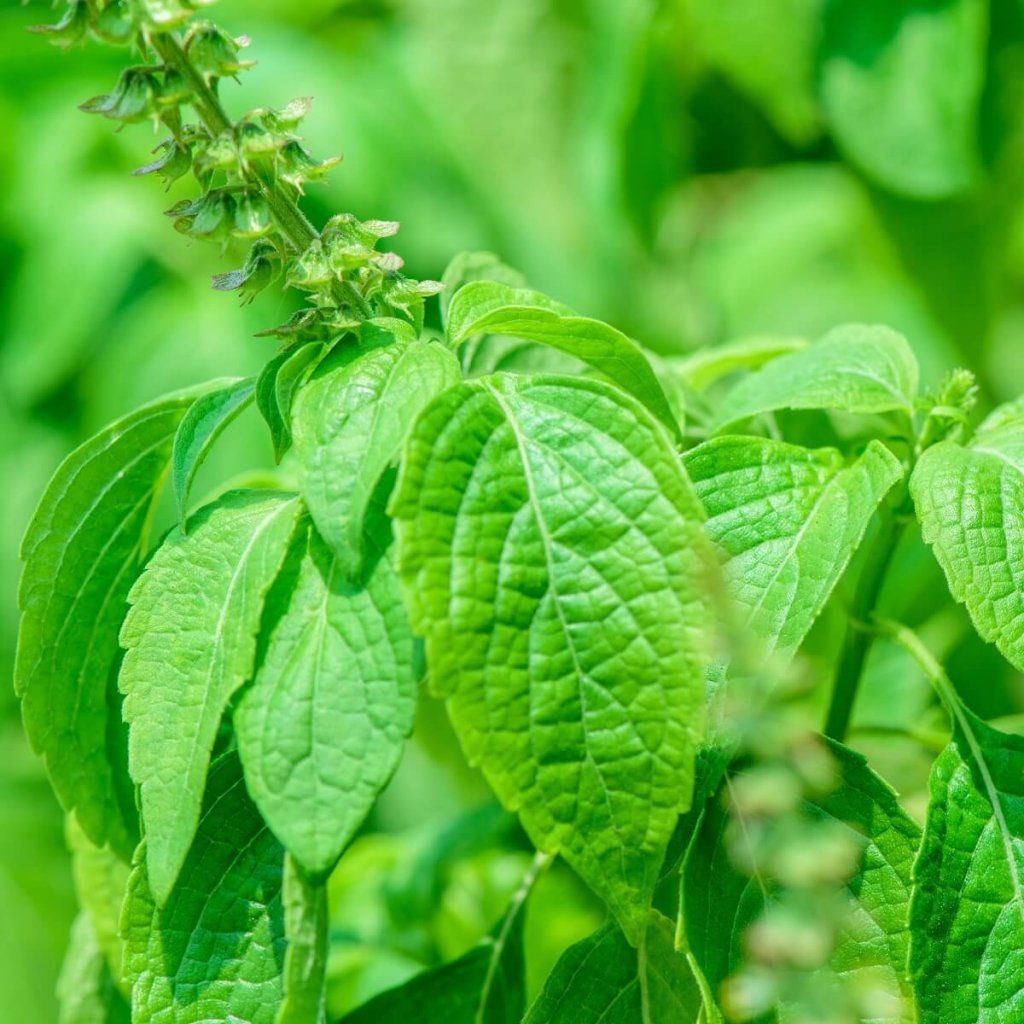 Buy Basil seeds Online Happy Valley Seeds