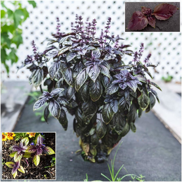 Buy Basil Dark Opal seeds Online Happy Valley Seeds