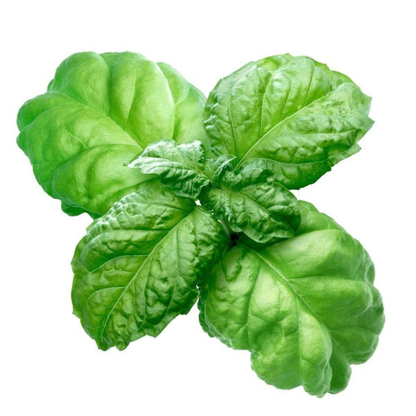 Buy Basil Lettuce Leaf seeds Online Happy Valley Seeds