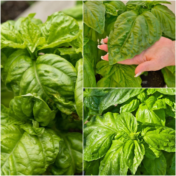 Buy Basil Mammoth seeds Online Happy Valley Seeds