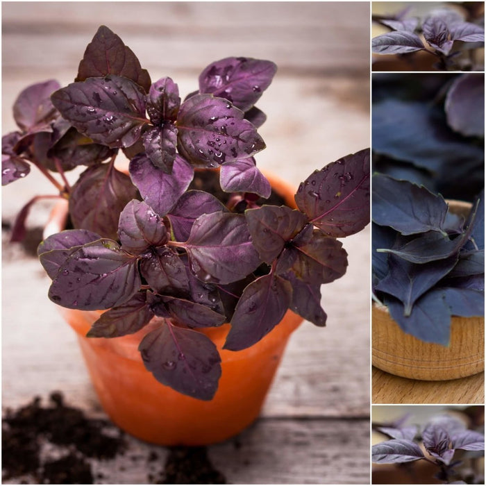 Buy Basil - Purple Fire seeds Online | Happy Valley Seeds