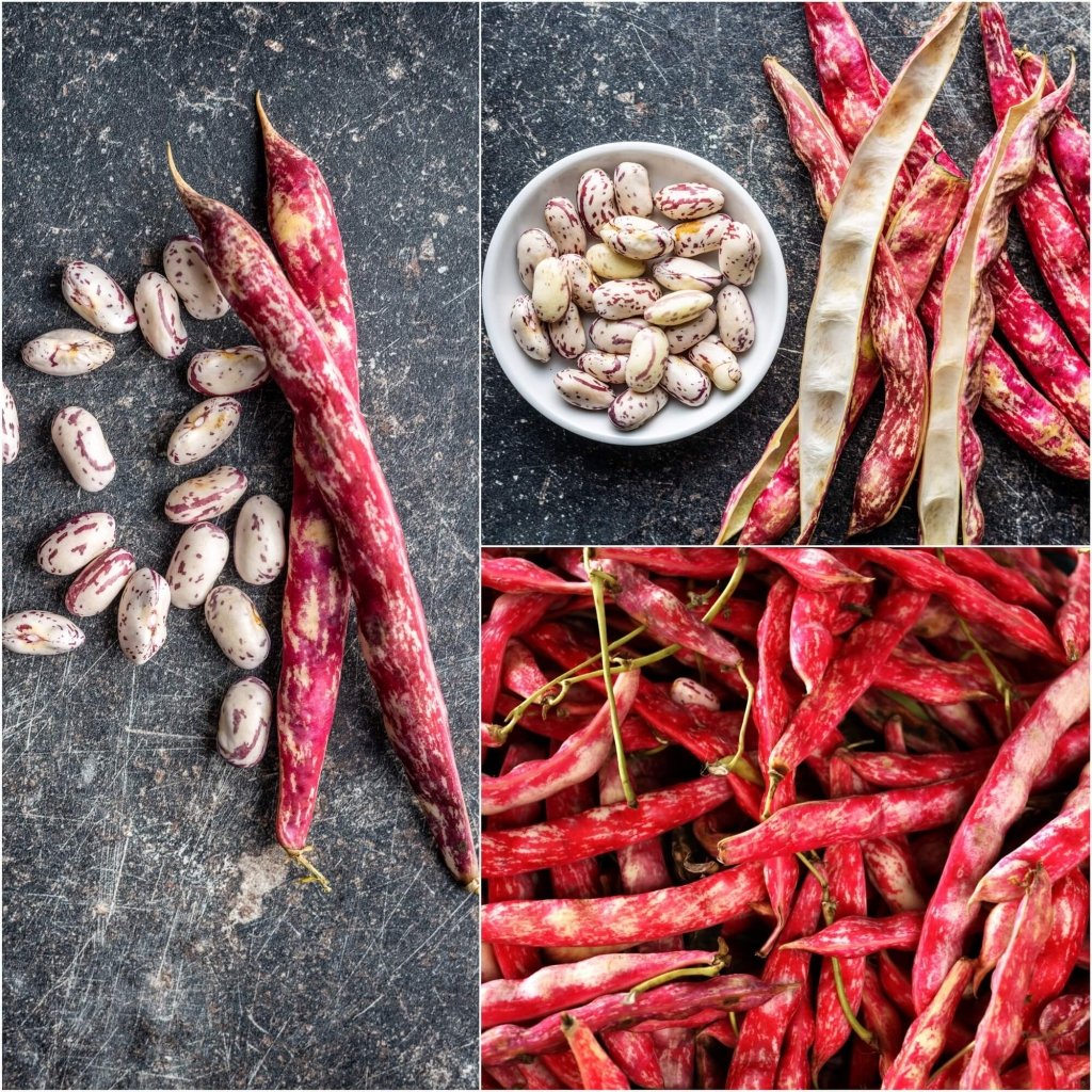 Buy Bean Bush Borlotti Rooster Seeds Online Happy Valley Seeds   Bean Bush Borlotti Rooster Seeds 742087 