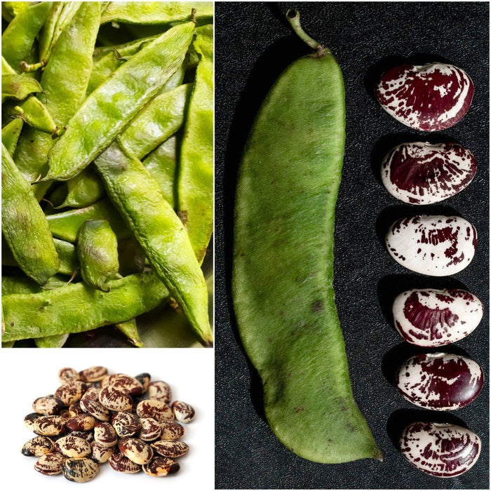 Buy Bean Climbing Madagascar Lima Seeds Online Happy Valley Seeds